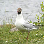 Mouette rieuse