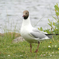 Mouette rieuse