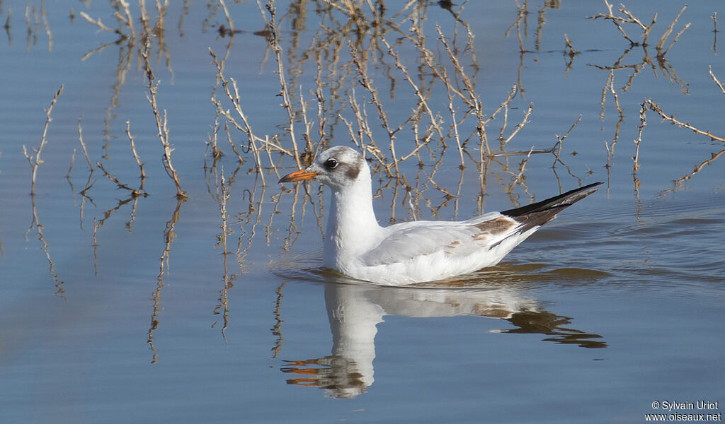 Mouette rieuse2ème année