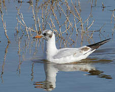 Mouette rieuse