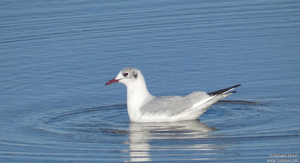 Black-headed Gulladult post breeding