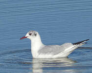 Mouette rieuse