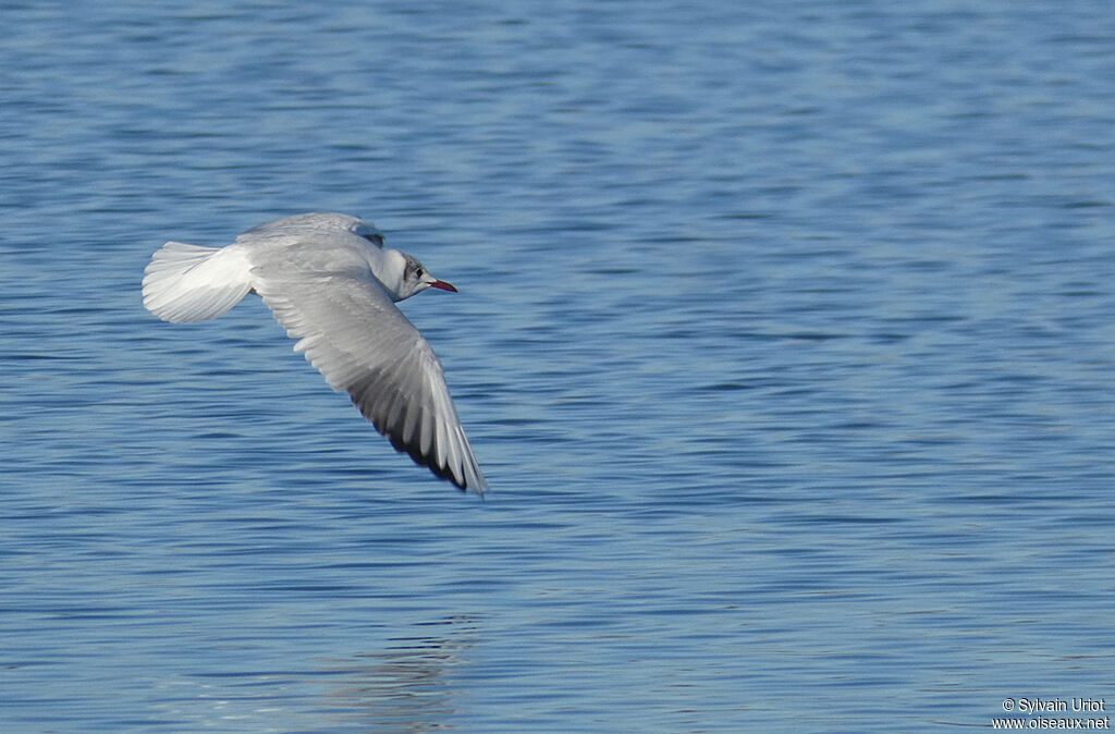 Black-headed Gulladult post breeding