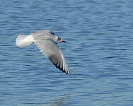 Mouette rieuse