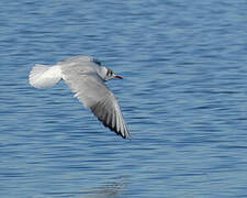 Black-headed Gull