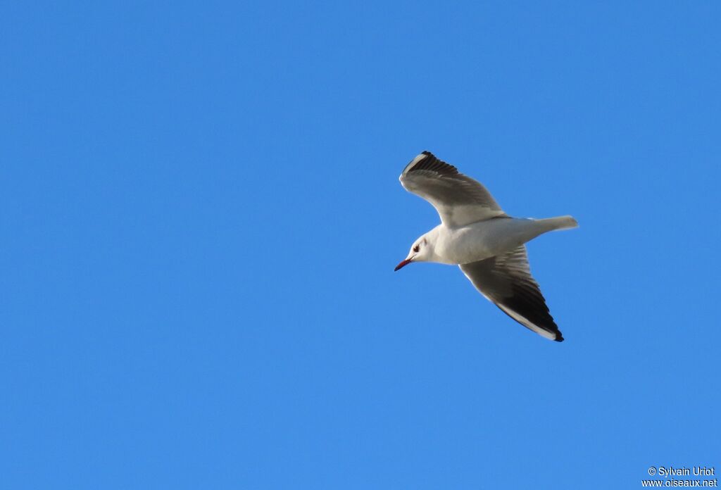 Mouette rieuseadulte internuptial