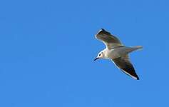 Mouette rieuse