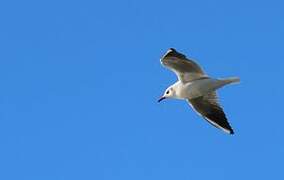 Black-headed Gull