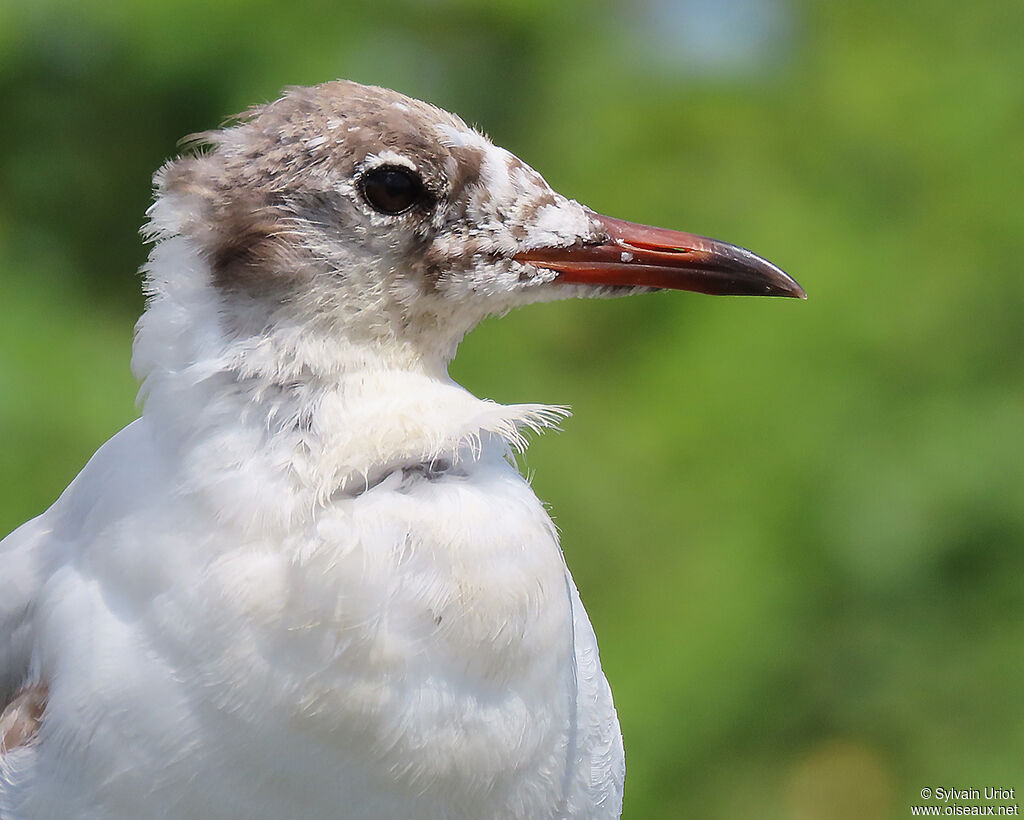 Mouette rieuse2ème année