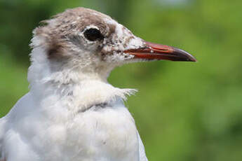 Mouette rieuse