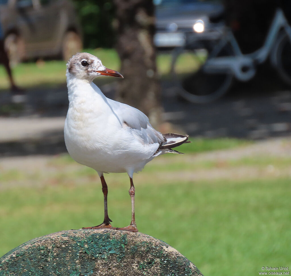 Black-headed GullSecond year