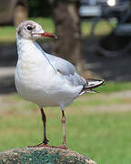 Mouette rieuse