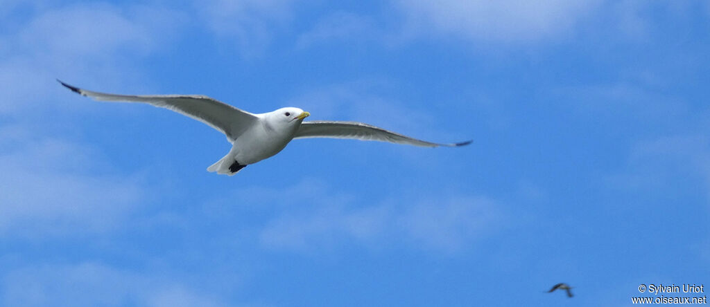 Mouette tridactyleadulte