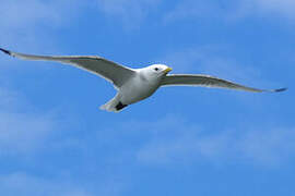 Black-legged Kittiwake