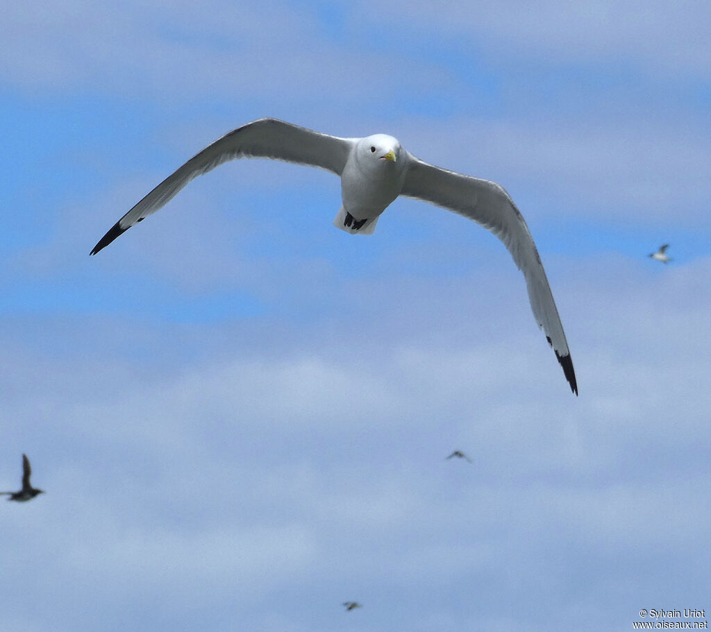 Mouette tridactyleadulte