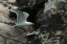 Black-legged Kittiwake