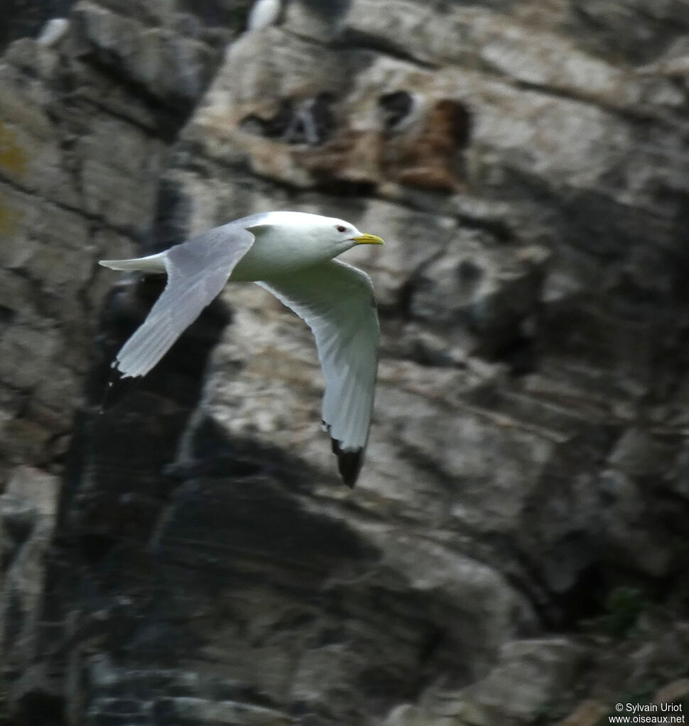 Mouette tridactyleadulte