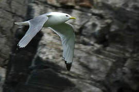 Black-legged Kittiwake