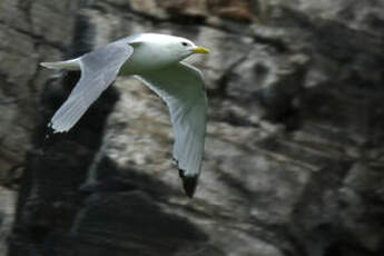 Mouette tridactyle