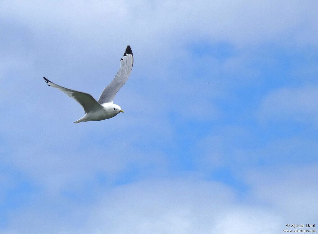 Mouette tridactyleadulte