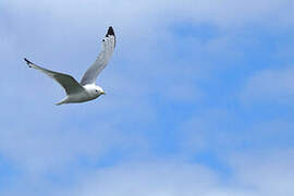 Black-legged Kittiwake