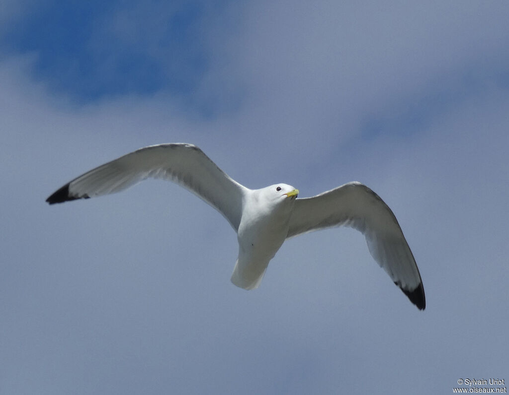 Mouette tridactyleadulte