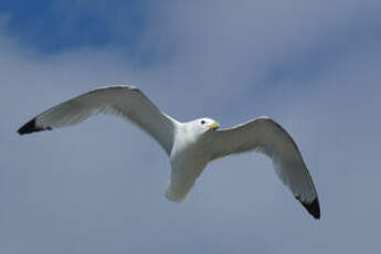 Mouette tridactyle