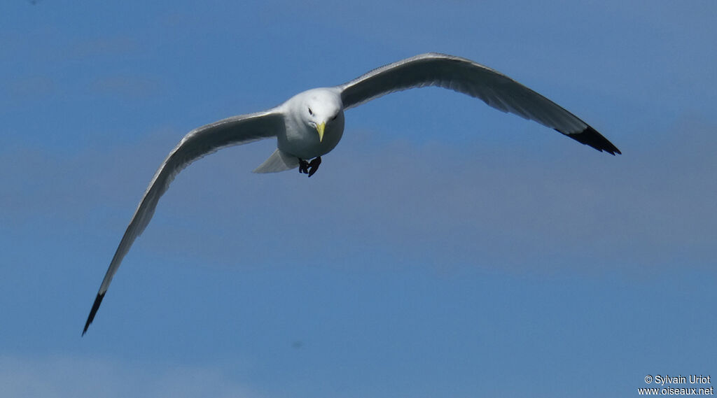 Mouette tridactyleadulte