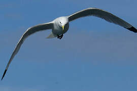 Black-legged Kittiwake