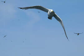 Black-legged Kittiwake