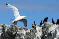 Mouette tridactyle