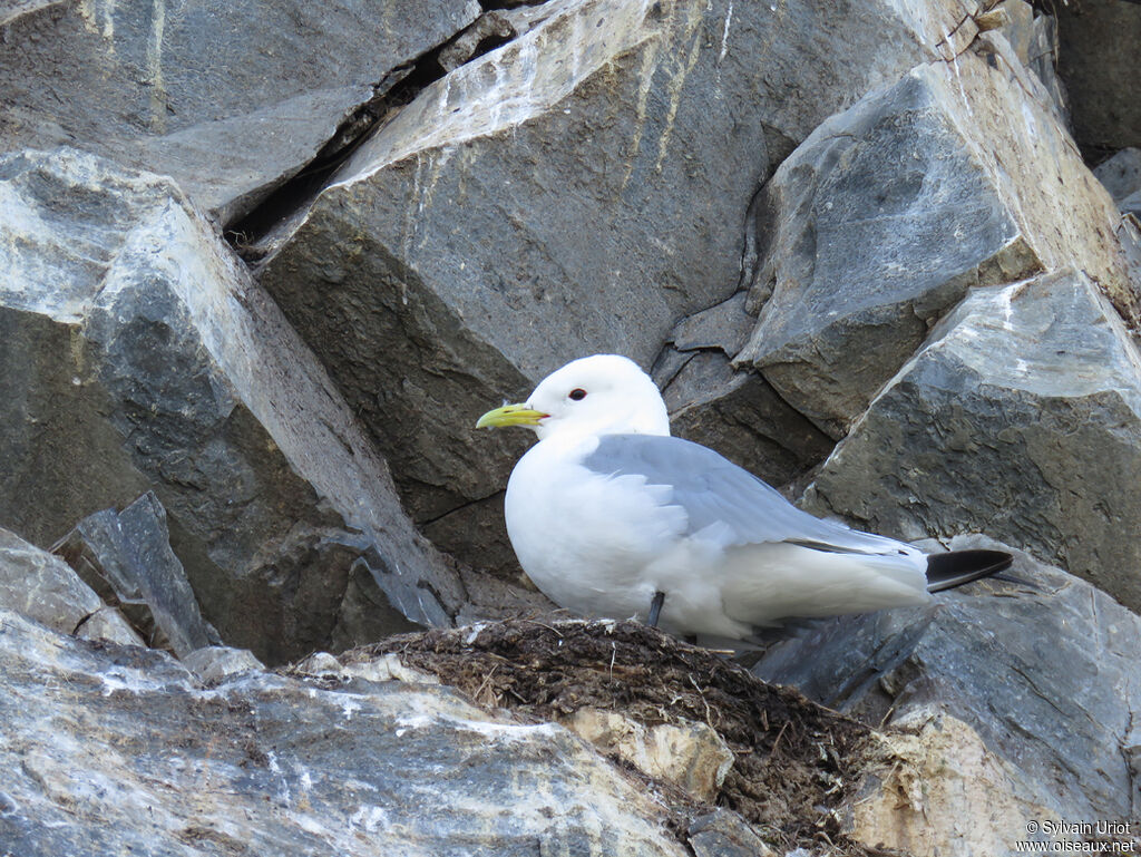 Mouette tridactyleadulte