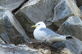 Black-legged Kittiwake