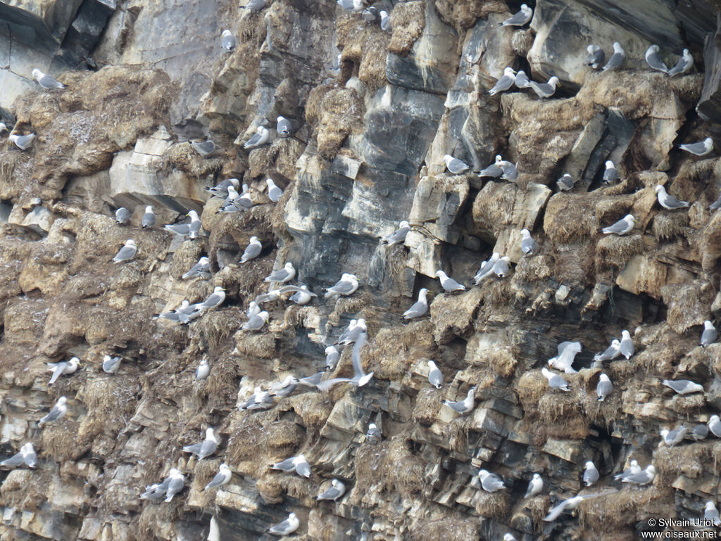 Black-legged Kittiwake