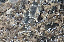 Black-legged Kittiwake