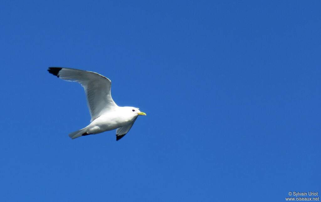 Mouette tridactyleadulte