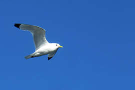 Mouette tridactyle