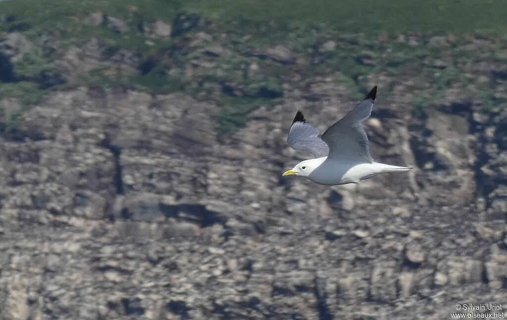 Black-legged Kittiwakeadult