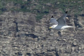 Mouette tridactyle