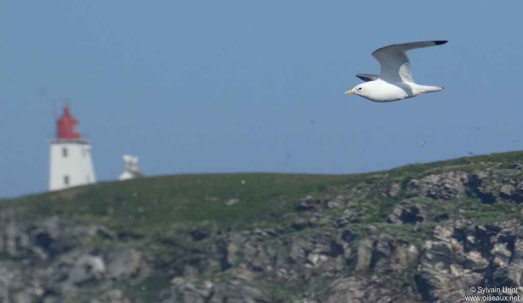 Mouette tridactyleadulte