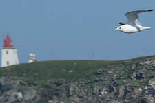 Mouette tridactyle