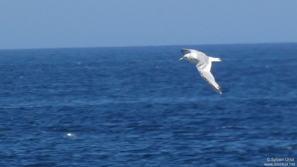 Black-legged KittiwakeSecond year