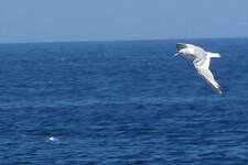 Mouette tridactyle