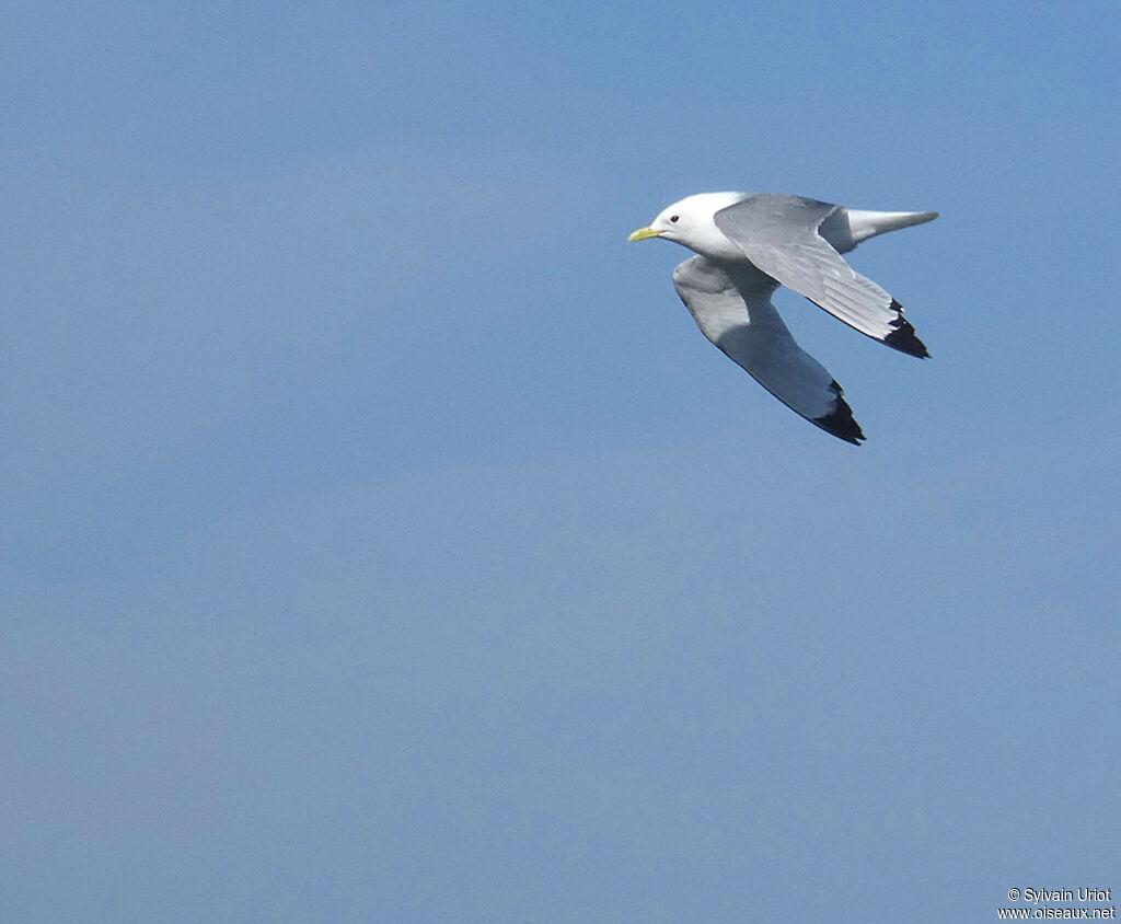 Mouette tridactyleadulte