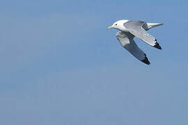 Black-legged Kittiwake