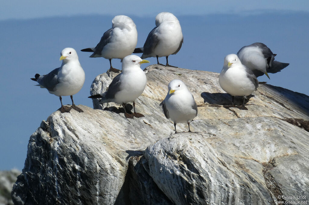 Black-legged Kittiwake