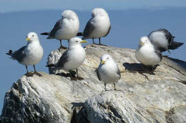 Black-legged Kittiwake