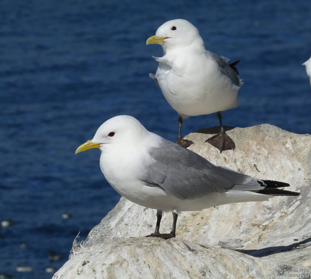 Black-legged Kittiwakeadult