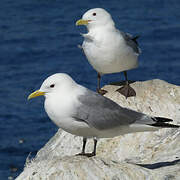 Mouette tridactyle