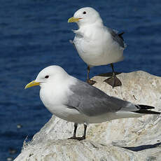 Mouette tridactyle